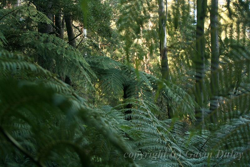 Tree fern gully, Pirianda Gardens IMG_7019.JPG